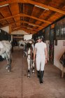 Junge Frau in weißem Outfit und Jockeyhelm führt Pferd zum Ausreiten aus Stall — Stockfoto