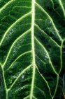 Fundo de textura folha tropical gigante com veias brancas em gotas de água brilhante, Escócia — Fotografia de Stock