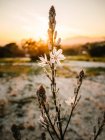 Fleur fleurie d'asphodel en terrain pittoresque au beau coucher du soleil — Photo de stock