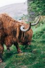Gingembre énorme yak pâturage sur la pelouse verte dans la campagne — Photo de stock