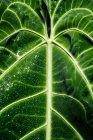 Background of texture giant tropical leaf with white veins in shiny water drops, Scotland — Stock Photo