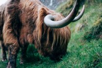 Gros plan de gigantesque yak de gingembre pâturage sur la pelouse verte dans la campagne — Photo de stock