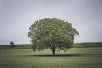 Splendido albero con grande corona e foglie lussureggianti in campo in giorno nuvoloso — Foto stock