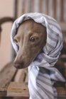 Amigável e engraçado italiano cão galgo em um traje — Fotografia de Stock