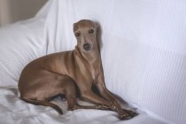 Доброзичливі маленька Італійська хорт собака лежачи на дивані — стокове фото