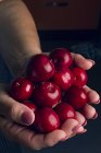 Cropped image of woman holding ripe cherries — Stock Photo