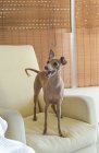 Дружелюбная маленькая итальянская борзая собака, стоящая на диване — стоковое фото