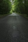 Гладкая асфальтовая дорога в мрачном зеленом лесу с пышными различными деревьями — стоковое фото