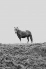 Чорно-білий знімок дивовижного коня, що пасує на лузі в горах — стокове фото