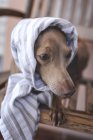 Маленькая дружелюбная и смешная итальянская борзая собака в костюме — стоковое фото