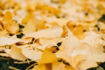 Closeup of fallen yellow leaves covering green grass outdoors — Stock Photo