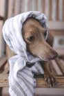 Little friendly and funny italian greyhound dog in costume — Stock Photo