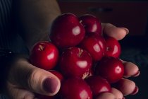 Cropped image of woman holding ripe cherries — Stock Photo