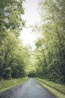 Camino de asfalto liso en un bosque verde sombrío con exuberantes árboles diferentes - foto de stock