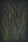 Form über frischem hellgrünem Gras, das zufällig auf schwarzem Hintergrund wächst — Stockfoto