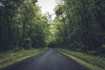 Glatte Asphaltstraße im düsteren grünen Wald mit üppigen Bäumen — Stockfoto