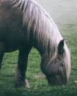 Cabeça de cavalo incrível com castanha casaco colorido de pé no fundo borrado da natureza — Fotografia de Stock