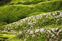 Closeup of stony hill covered with moss in nature — Stock Photo