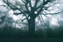 Enorme árvore antiga coberta por musgo no fundo do céu nublado — Fotografia de Stock