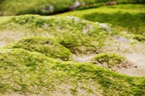 Primo piano di collina sassosa coperta di muschio nella natura — Foto stock