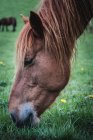 Cabeza de un increíble caballo con capa de castaño coloreada de pie sobre fondo borrosa de la naturaleza. - foto de stock