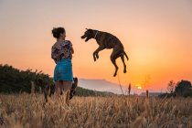 Junge Frau trainiert großen Hund in wilder Natur vor Hintergrund mit orangefarbener untergehender Sonne. Hund springt für Leckerli hoch — Stockfoto