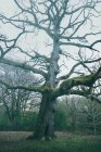 Enorme árvore antiga coberta por musgo no parque no fundo do céu nublado — Fotografia de Stock