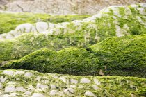 Closeup of stony hill covered with moss in nature — Stock Photo