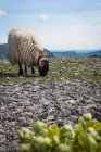 Serratura di ovini soffici di montagna al pascolo e mangiare erba nel prato verde — Foto stock