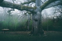 Huge ancient tree covered by moss in park on background of cloudy sky — Stock Photo