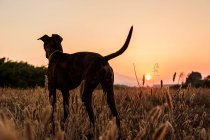 Perro grande con abrigo corto y suave que corre libre en prado salvaje con hierba alta durante la hermosa puesta de sol roja y naranja - foto de stock