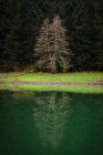 Árboles coníferas que crecen cerca de colinas a orillas del lago con una tranquila superficie de agua en un entorno rural tranquilo. - foto de stock