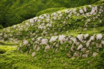 Крупный план каменистого холма, покрытого мхом в природе — стоковое фото