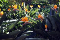 Uccello del paradiso fiori con foglie verdi rigogliose che crescono su aiuola nella soleggiata giornata primaverile nel giardino tropicale — Foto stock