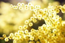 Closeup of tender golden twigs on sunny day — Stock Photo