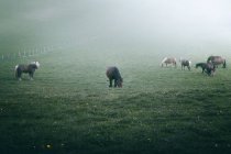 Cavalos incríveis com castanha casaco colorido de pé no fundo nebuloso da natureza — Fotografia de Stock