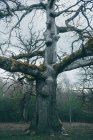 Enorme árvore antiga coberta por musgo no parque no fundo do céu nublado — Fotografia de Stock