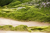 Sentier pédestre et colline pierreuse couverte de mousse dans la nature — Photo de stock