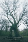 Arche naturelle dans un immense arbre ancien recouvert de mousse dans le parc sur fond de ciel nuageux — Photo de stock