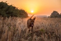 Великий собака з коротким і гладким пальто біжить вільно на дикому лузі з високою травою під час красивого червоного і помаранчевого заходу сонця — стокове фото