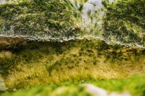 Крупный план мокрых водорослей на камне в природе — стоковое фото