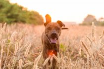 Grand chien avec un manteau court et lisse fonctionnant librement sur la prairie sauvage avec de l'herbe haute pendant le beau coucher de soleil rouge et orange — Photo de stock