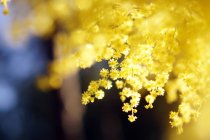 Крупный план нежных золотых ветвей в солнечный день — стоковое фото