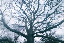 Величезне древнє дерево, вкрите мохом на тлі хмарного неба — стокове фото