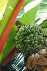 Mazzo di frutti verdi che crescono su un albero esotico nella soleggiata giornata primaverile in giardino — Foto stock