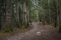 Узкая каменистая тропа, проходящая через хвойный лес с деревьями — стоковое фото