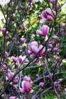 Фіолетові квіти, що цвітуть на кущі в природі — стокове фото