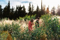 Счастливая пара, гуляющая среди желтой травы на природе — стоковое фото
