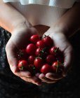 Блискучі вишневі помідори з зеленими стеблами в руках — стокове фото