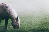 Head of amazing horse with chestnut colored coat standing on blurred background of nature — Stock Photo